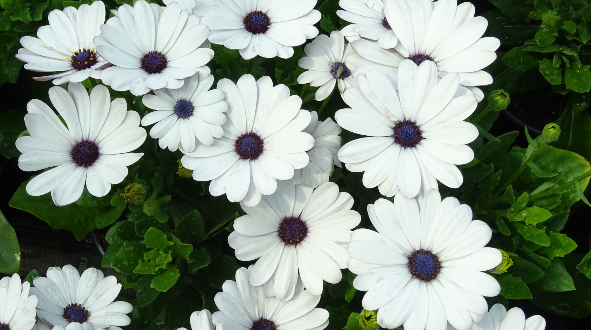 Beetpflanzen Balkonpflanzen