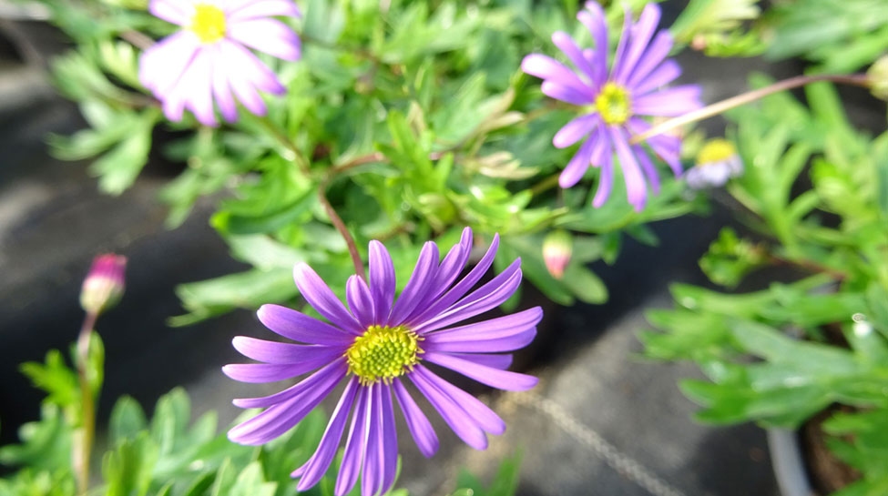 Blumenschau Gärtnerei Burckhardt Glauchau