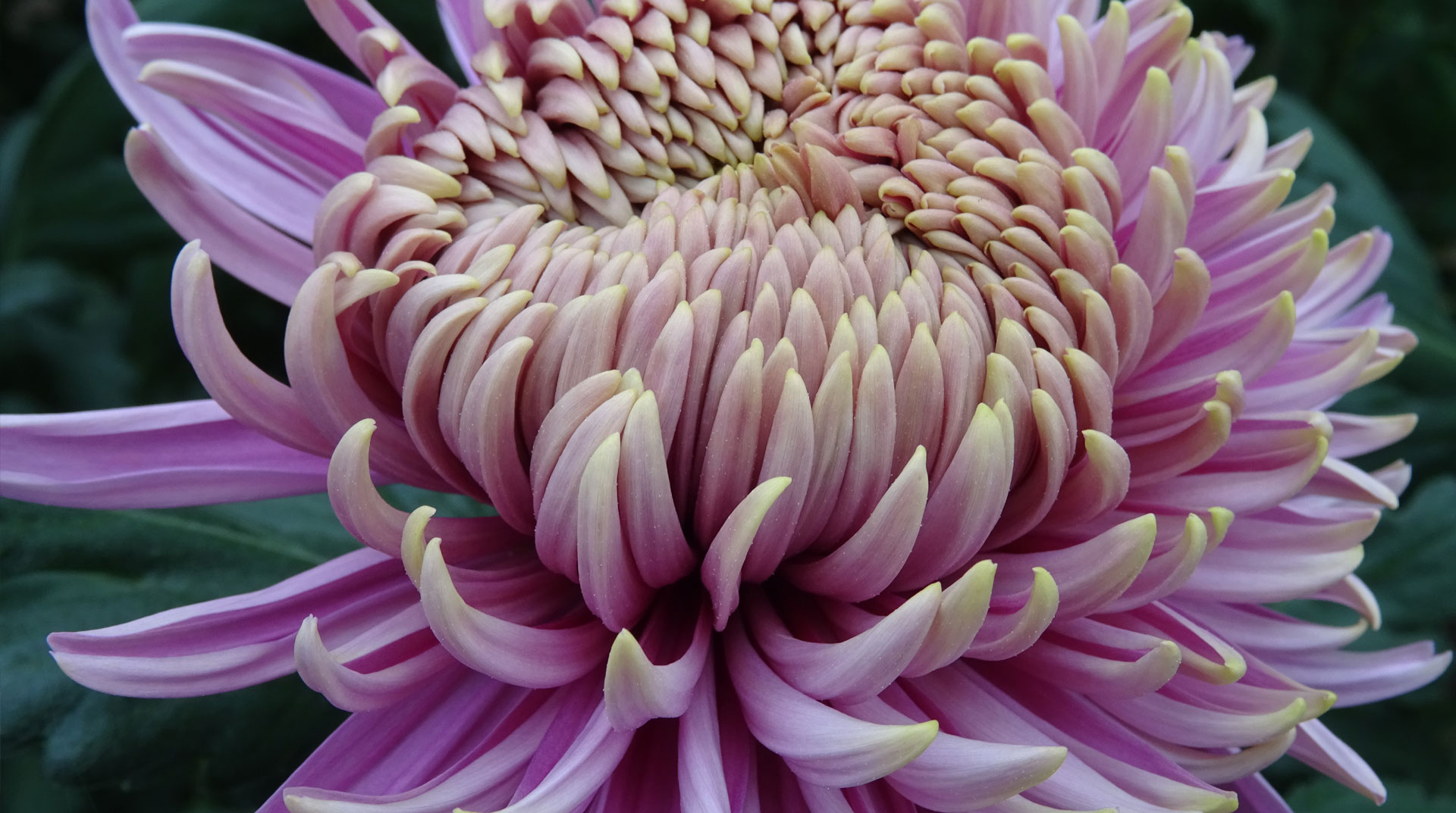 Gärtnerei Burckhardt in Glauchau