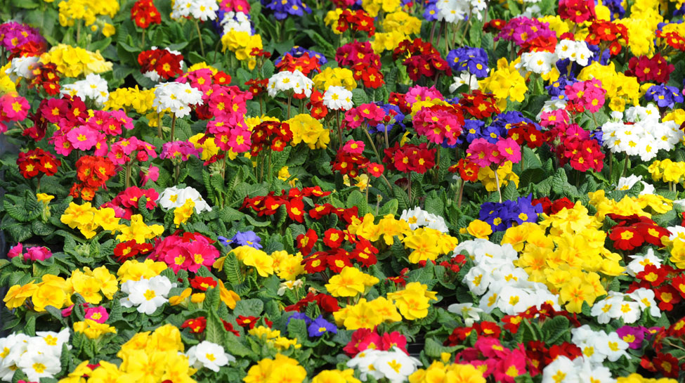 Eingang Gärtnerei Burckhardt in Glauchau