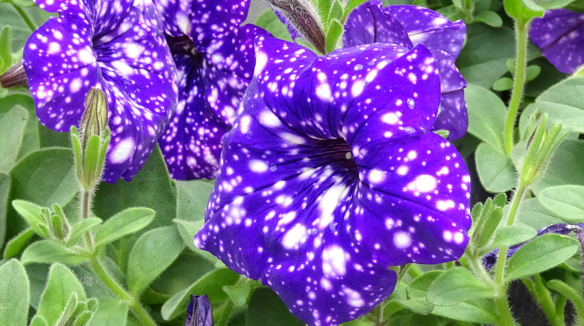 Tage der offenen Gärtnerei in Glauchau