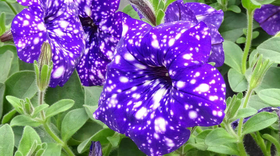 Tage der offenen Gärtnerei in Glauchau